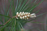 Eastern white pine